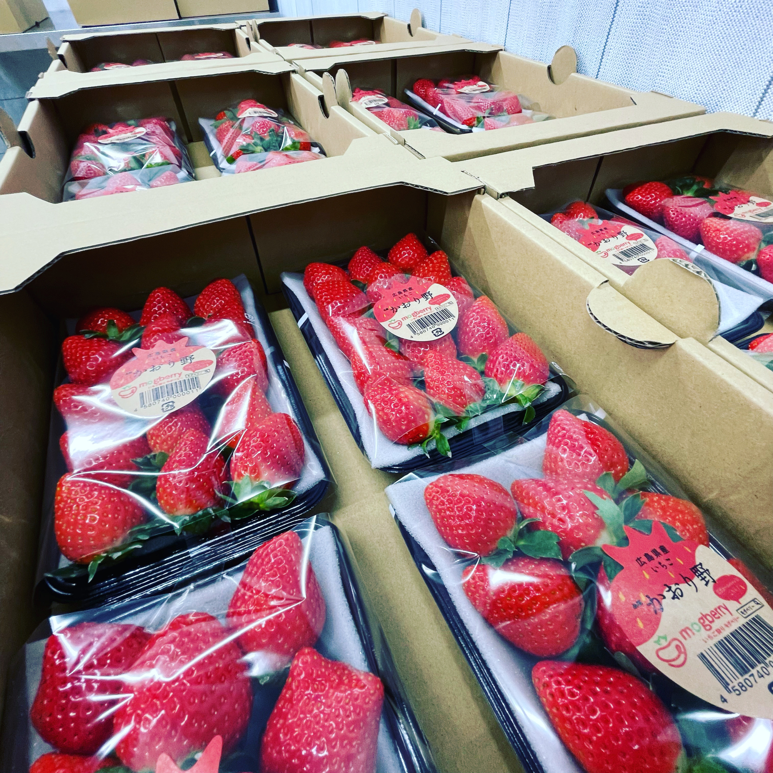 いちごの出荷が始まりました - 広島のいちご狩り モグベリー（mogberry）